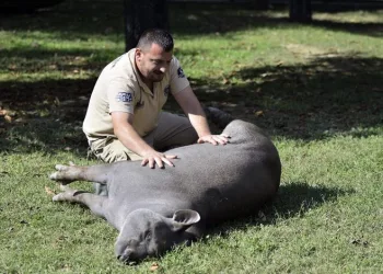 Bursa’da tapir ailesinin masaj keyfi