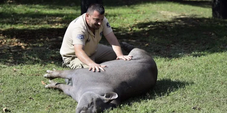 Bursa’da tapir ailesinin masaj keyfi