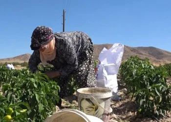 Marketlere kızdı tarlasını yarı fiyata vatandaşlara açtı