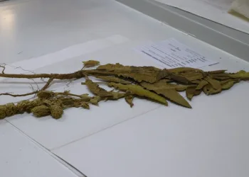 Sığırkuyruğu bitkisinin yeni melez türü bulundu