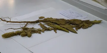 Sığırkuyruğu bitkisinin yeni melez türü bulundu