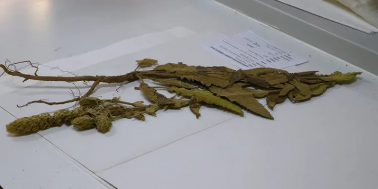 Sığırkuyruğu bitkisinin yeni melez türü bulundu