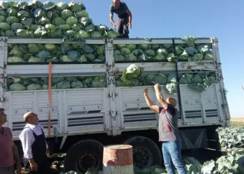 Niğde’de 130 bin ton lahana rekoltesi bekleniyor