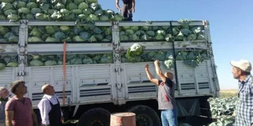 Niğde’de 130 bin ton lahana rekoltesi bekleniyor