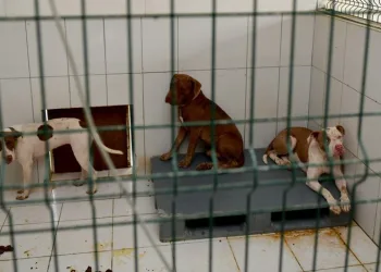 Kedi evine giren 3 pitbull kedileri öldürdü
