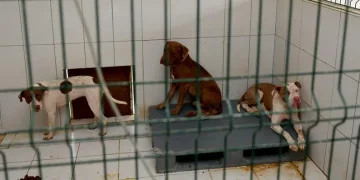 Kedi evine giren 3 pitbull kedileri öldürdü