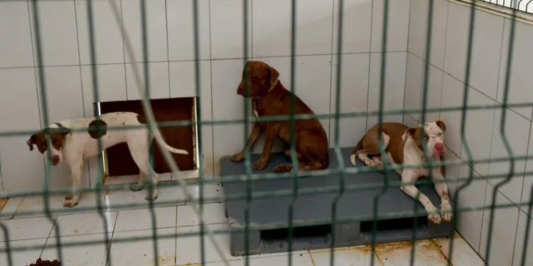Kedi evine giren 3 pitbull kedileri öldürdü