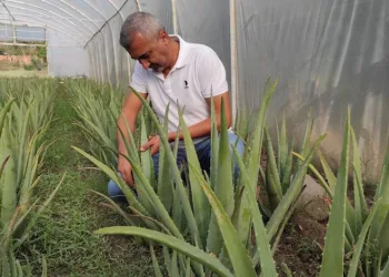Merakla çıktığı yolda aloe vera üreticisi oldu