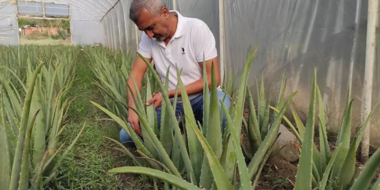 Merakla çıktığı yolda aloe vera üreticisi oldu