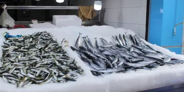 Karadeniz’de balıkçılar umduğunu bulamadı