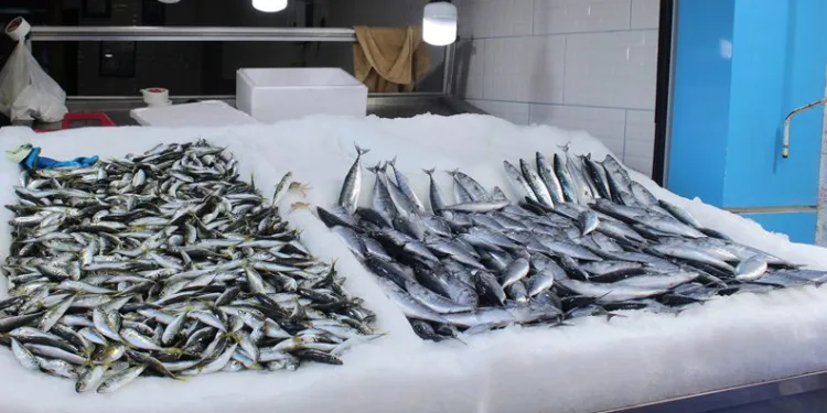 Karadeniz’de balıkçılar umduğunu bulamadı