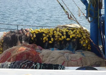 Kocaeli’de balıkçılar umduğunu bulamadı