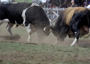 Bursa Kocayayla’da boğa güreşi festivali