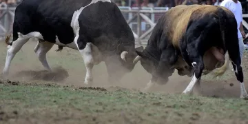 Bursa Kocayayla’da boğa güreşi festivali