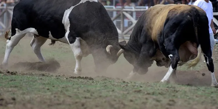 Bursa Kocayayla’da boğa güreşi festivali