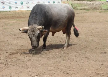 Boğalar Bursa Kocayayla’da arenaya çıkıyor