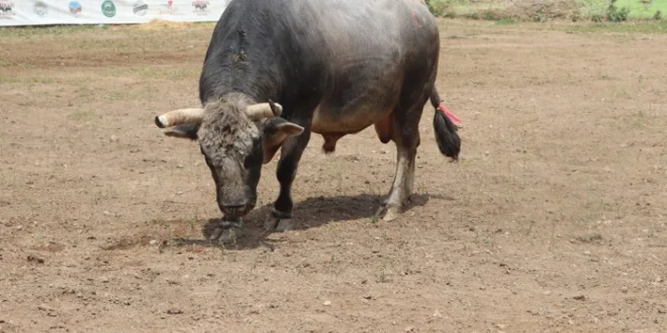 Boğalar Bursa Kocayayla’da arenaya çıkıyor