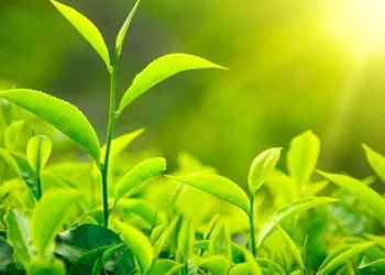 3. sürgün yaş çay alımları başladı