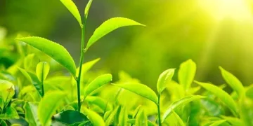 3. sürgün yaş çay alımları başladı