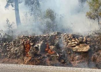 Antalya Alanya’da orman yangını