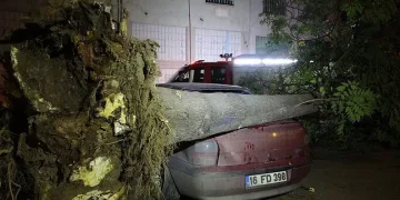 Bursa’da otomobillerin üzerine ağaç devrildi