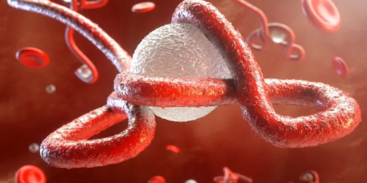Uganda’da ebola salgını ilan edildi