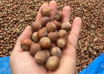 Bursa’nın küçük Karadeniz’i