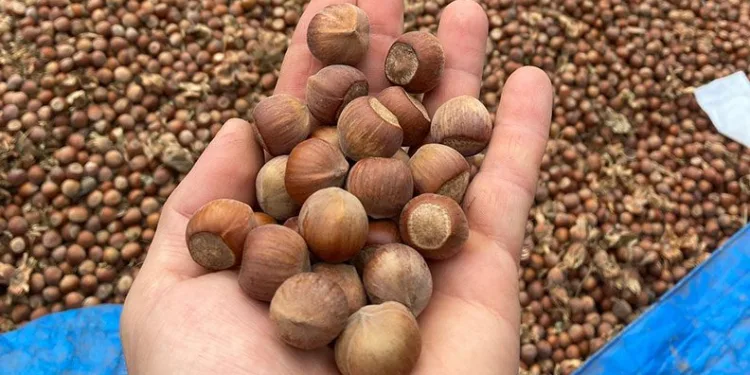 Bursa’nın küçük Karadeniz’i