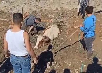 Bursa’da bataklığa saplanan inek kurtarıldı