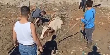 Bursa’da bataklığa saplanan inek kurtarıldı