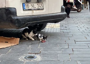 Bursa’da yavru kediye çifte kurtarma operasyonu