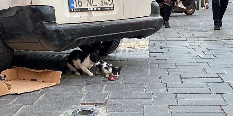 Bursa’da yavru kediye çifte kurtarma operasyonu