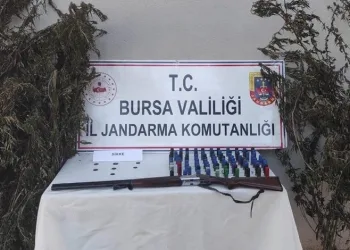Bursa’da kenevir tarlasına jandarma baskını