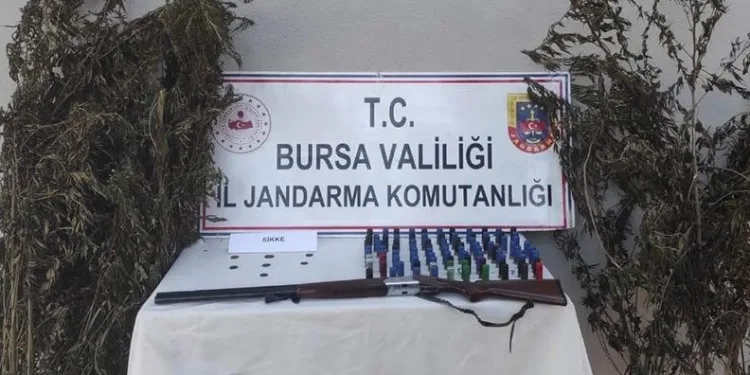 Bursa’da kenevir tarlasına jandarma baskını