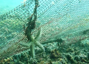Marmara ve Ege’den 12 bin metrekare hayalet ağ çıkarıldı