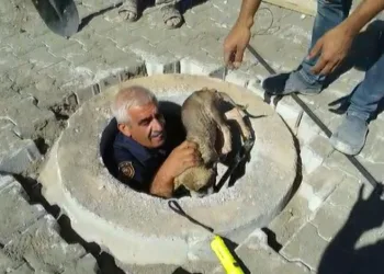 Malatya’da kuyuya düşen yavru köpek kurtarıldı
