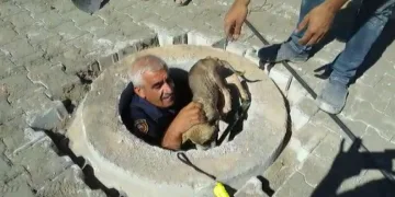 Malatya’da kuyuya düşen yavru köpek kurtarıldı