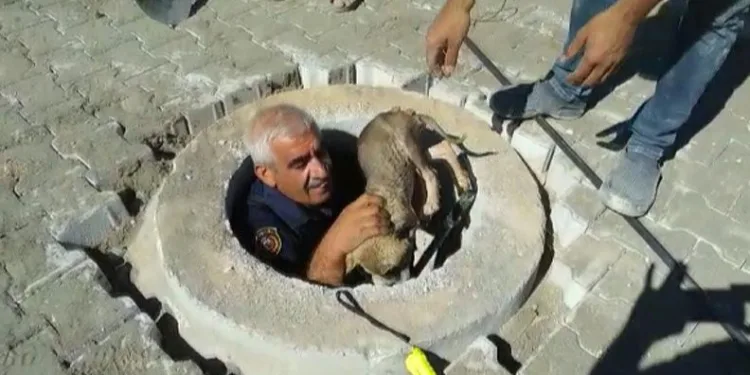 Malatya’da kuyuya düşen yavru köpek kurtarıldı