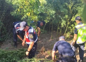 Antalya’da 80 kök kenevir ele geçirildi
