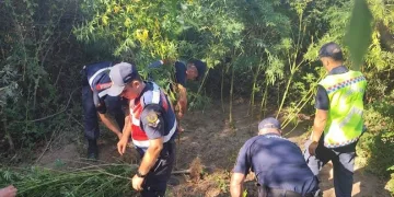 Antalya’da 80 kök kenevir ele geçirildi