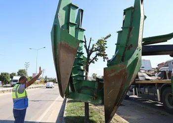 Bursa’da genişleyen yollarda kalan ağaçlar taşınıyor