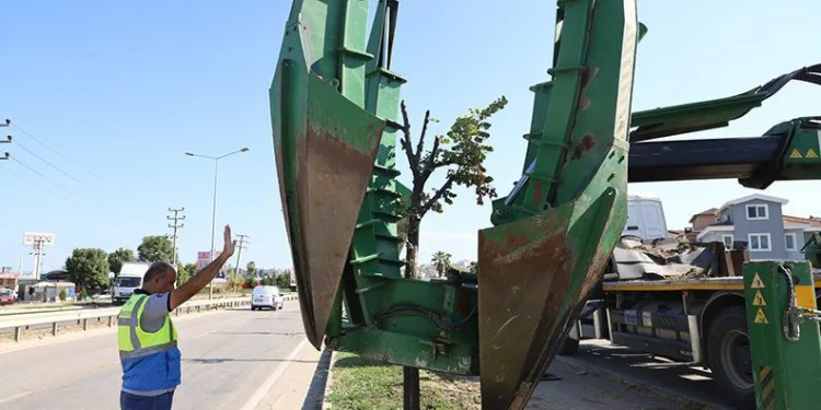 Bursa’da genişleyen yollarda kalan ağaçlar taşınıyor