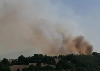 Balıkesir’de orman yangını