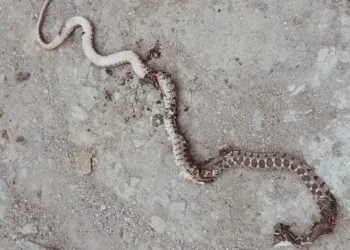 Yılanların yuva yaptığı evlerinde uyuyamıyorlar