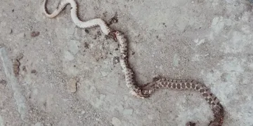 Yılanların yuva yaptığı evlerinde uyuyamıyorlar