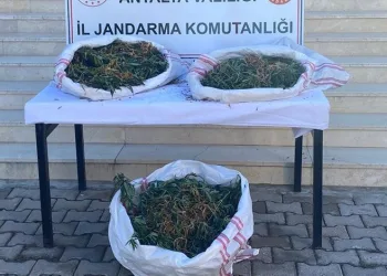 Antalya’da sazlık alana gizlenen çuvaldan uyuşturucu çıktı