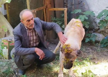 Komşusunun köpeğini satırla darp etti