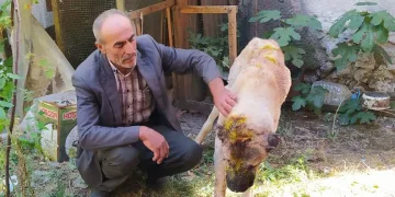 Komşusunun köpeğini satırla darp etti