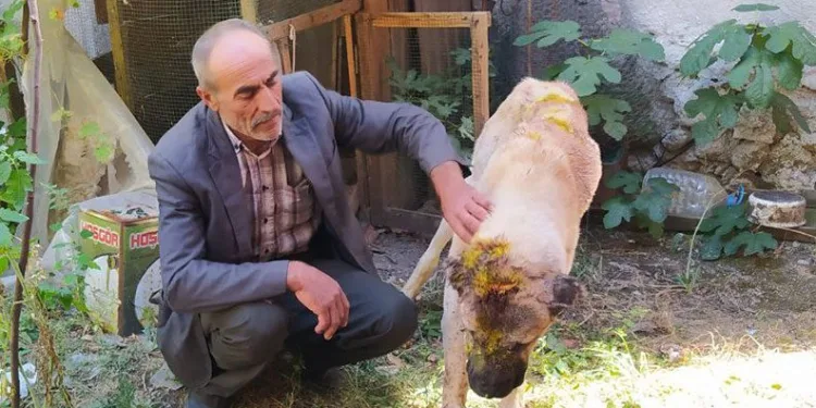 Komşusunun köpeğini satırla darp etti