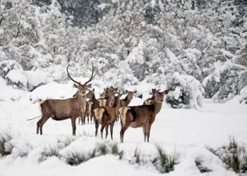 Bursa’da geyik avı ihalesi tartışmaya sebep oldu